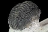 Bargain, Gerastos Trilobite Fossil - Morocco #68661-5